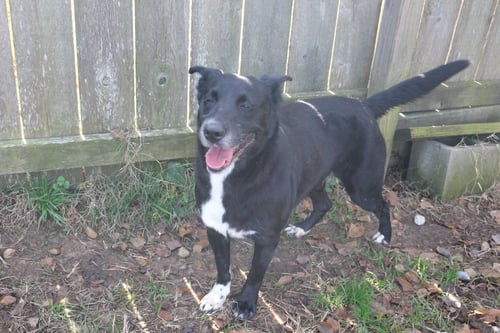 SHELLY - Shepherd available for adoption