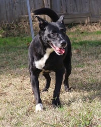 Shelly - Photo 1