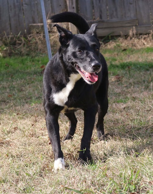 SHELLY - Shepherd available for adoption