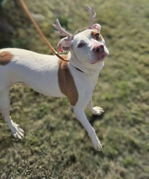MADISON - American Staffordshire Terrier / Labrador Retriever available for adoption