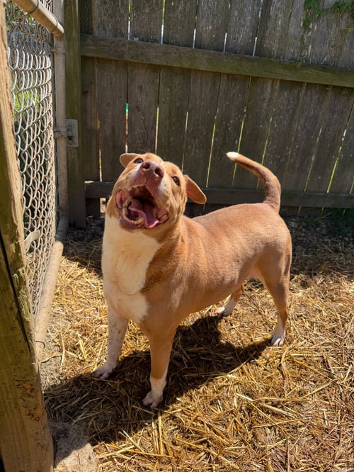 HULLABALLU - American Staffordshire Terrier available for adoption