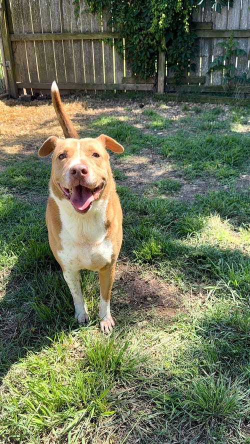 HULLABALLU - American Staffordshire Terrier available for adoption