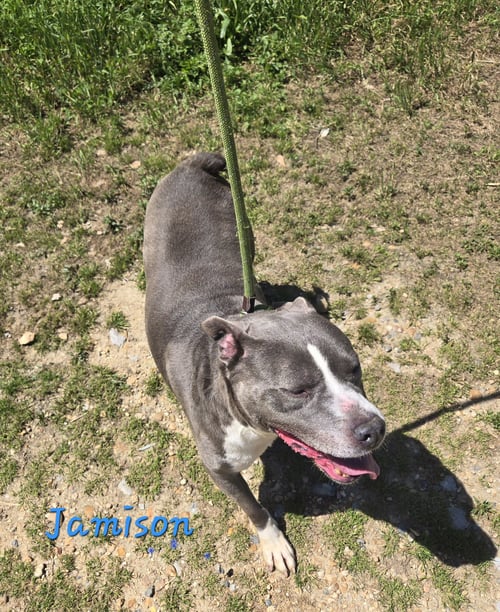 JAMISON - American Bulldog available for adoption