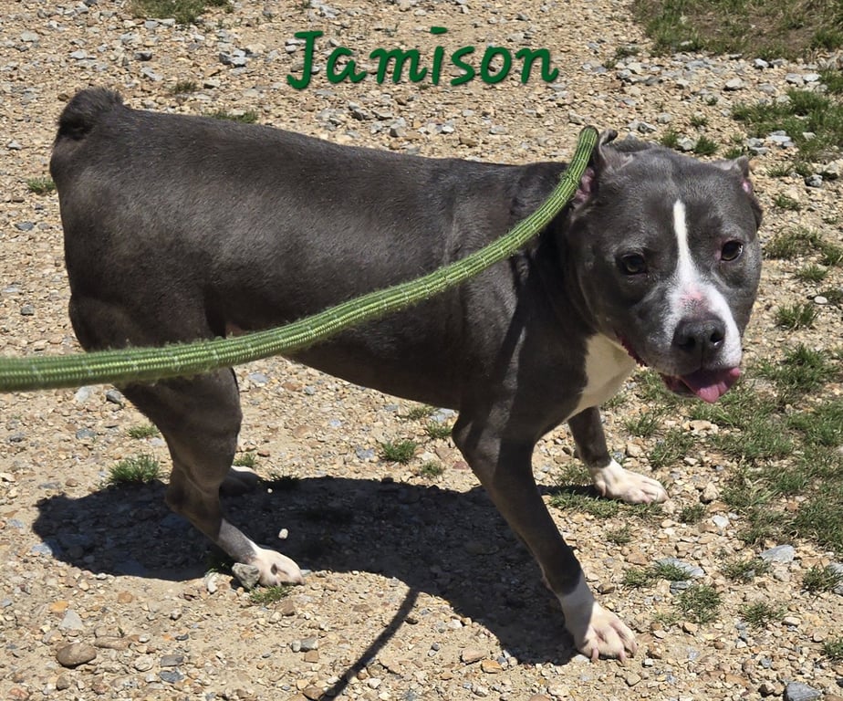 Jamison Image