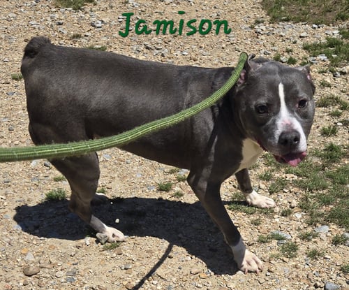 JAMISON - American Bulldog available for adoption
