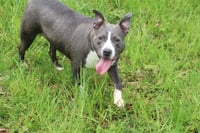 Jamison - Photo 4