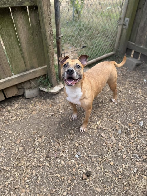 AUBREY - American Staffordshire Terrier available for adoption