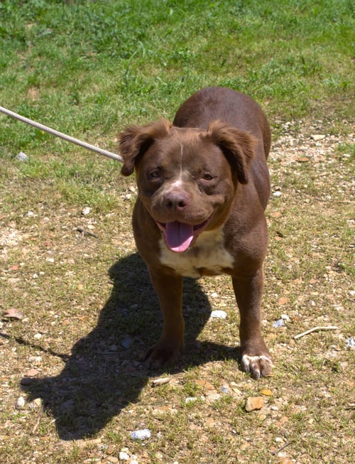 BRIDGET (BABY) - Spaniel / American Staffordshire Terrier available for adoption