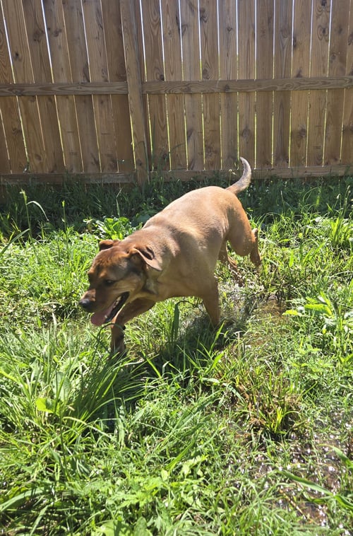 CHARLIE - Boxer / Terrier available for adoption