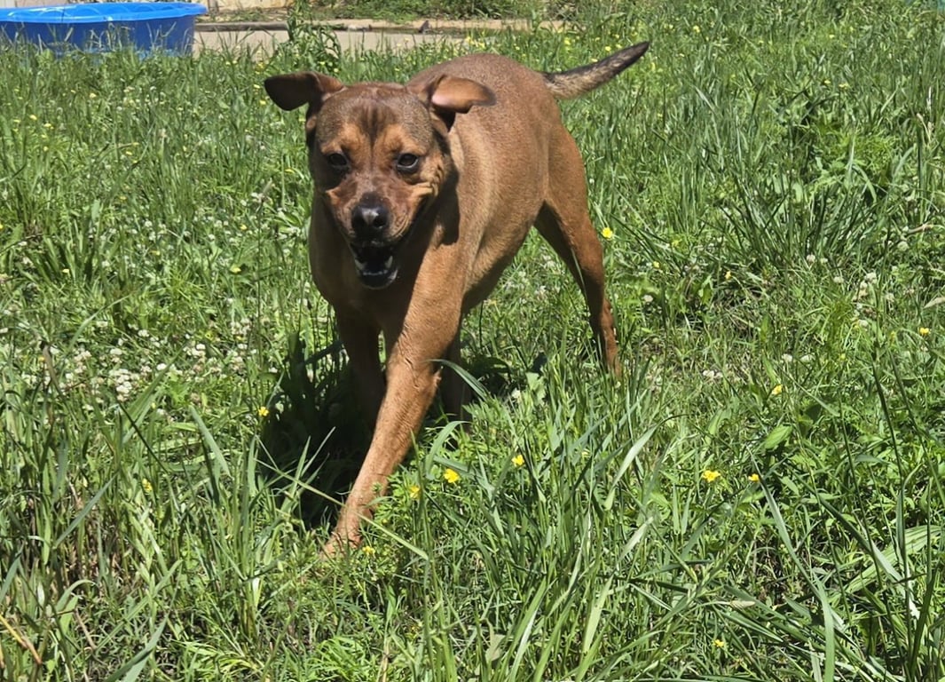 Charlie Image