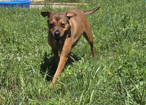 CHARLIE - Boxer / Terrier available for adoption