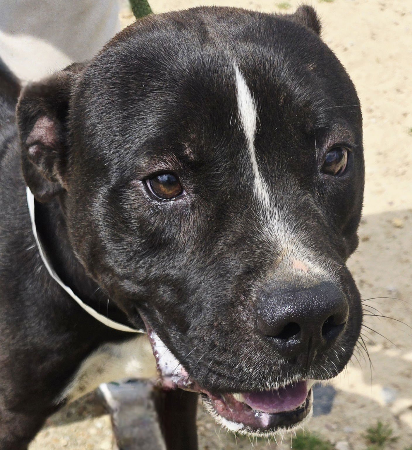 ZORRO - American Pit Bull Terrier for adoption in Jackson