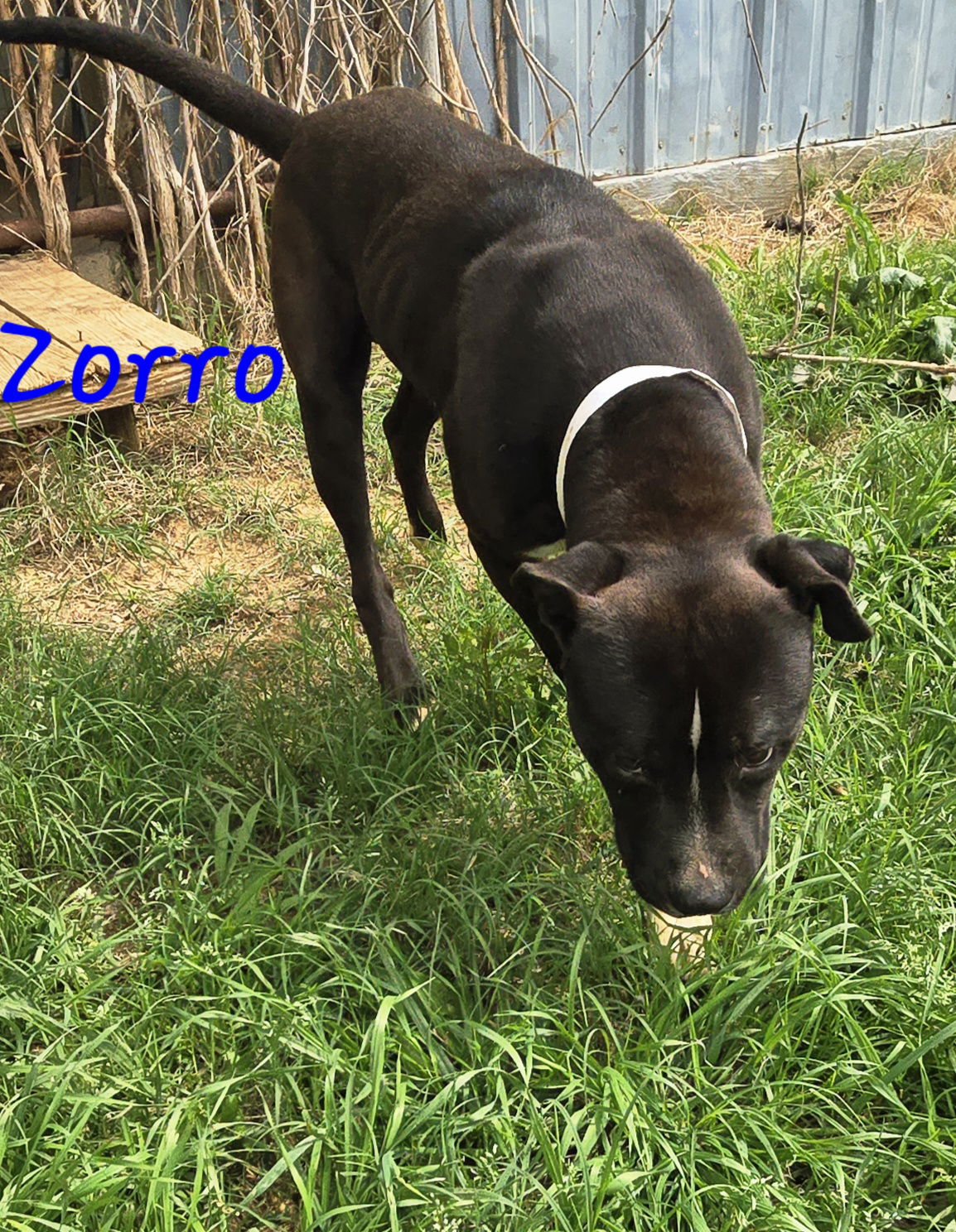 Zorro - Photo 2