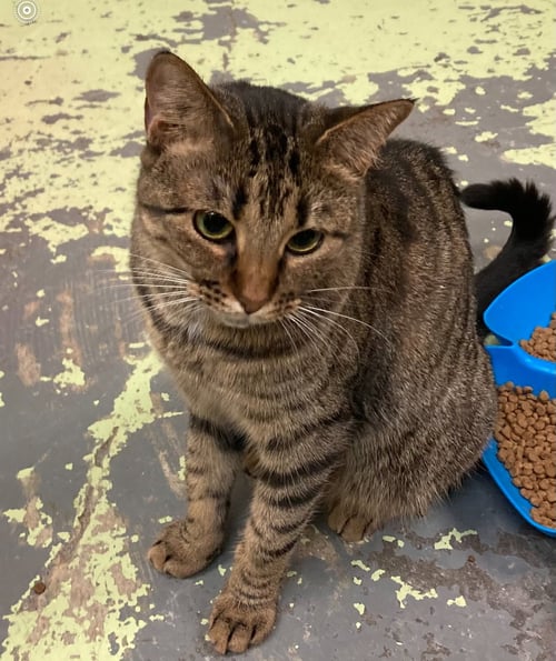 LINGUINE - Domestic Short Hair / Tabby available for adoption