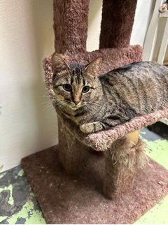 LINGUINE - Domestic Short Hair / Tabby available for adoption