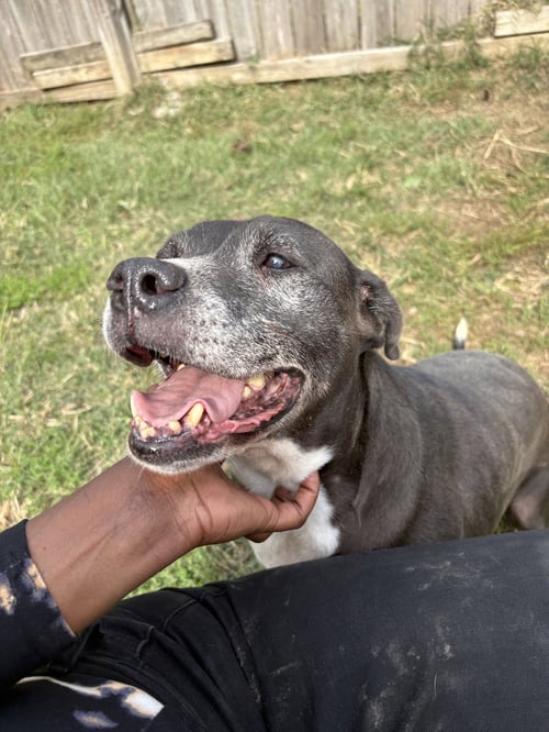 NANCY - Staffordshire Bull Terrier / Labrador Retriever available for adoption