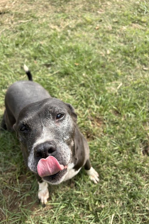 NANCY - Staffordshire Bull Terrier / Labrador Retriever available for adoption
