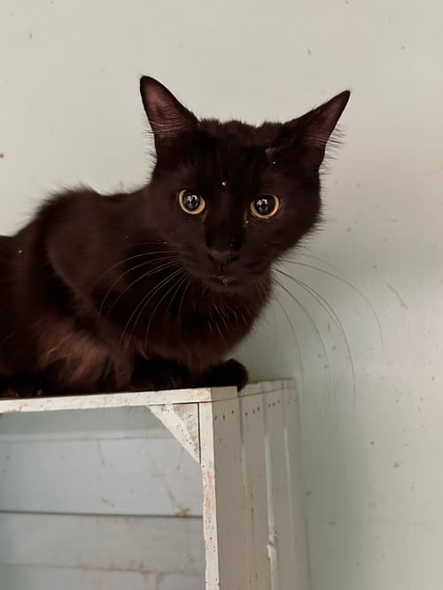ALLEY - Domestic Long Hair available for adoption