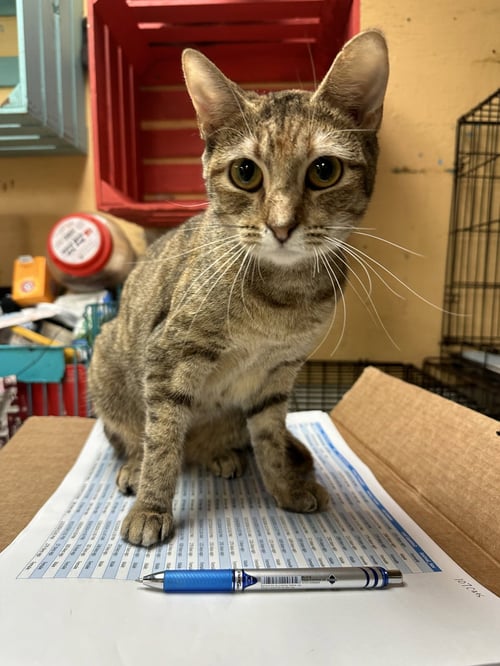 ANGEL MARIE - Domestic Short Hair available for adoption
