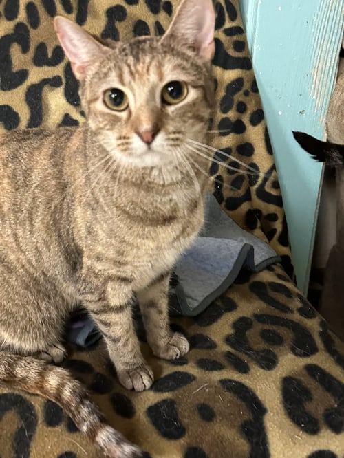 ANGEL MARIE - Domestic Short Hair available for adoption