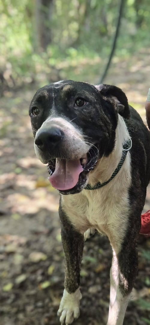 PHOENIX - Hound available for adoption