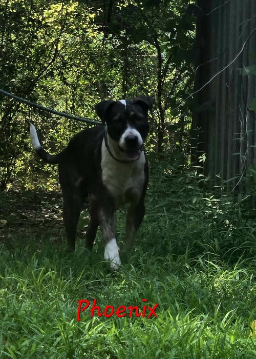 PHOENIX - Hound available for adoption