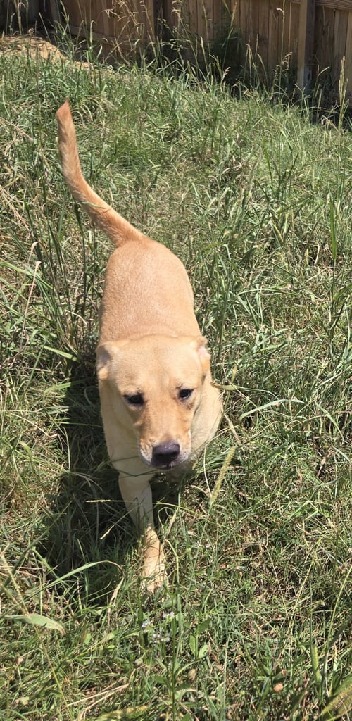 CHINA - Labrador Retriever / Hound available for adoption