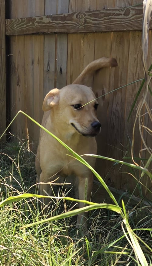 CHINA - Labrador Retriever / Hound available for adoption