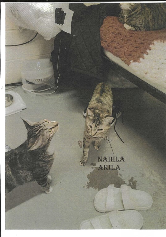 Naihla Image