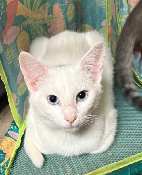 SMUDGE - Domestic Short Hair available for adoption