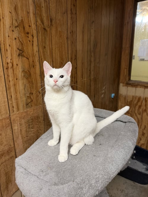 SMUDGE - Domestic Short Hair available for adoption