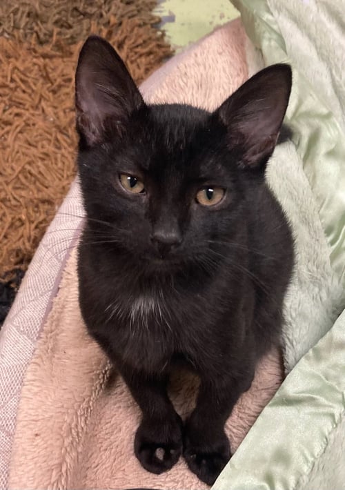 IVAN - Domestic Short Hair available for adoption