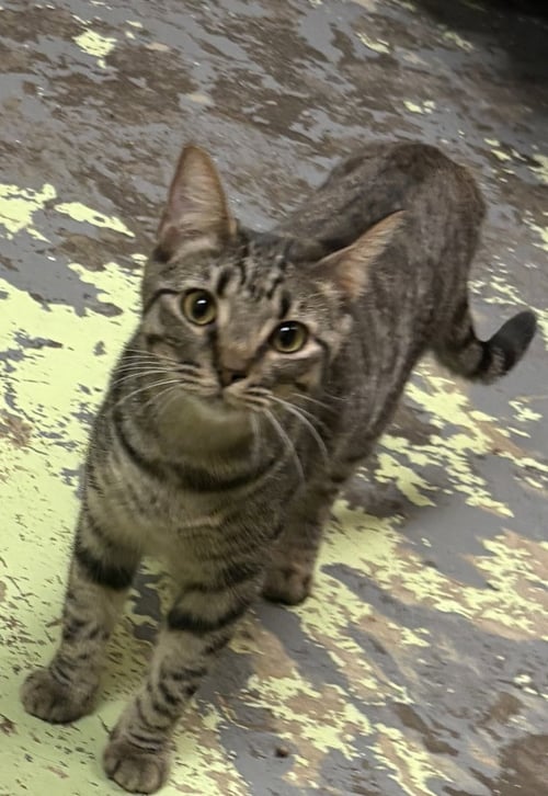 AMOUR - Domestic Short Hair available for adoption