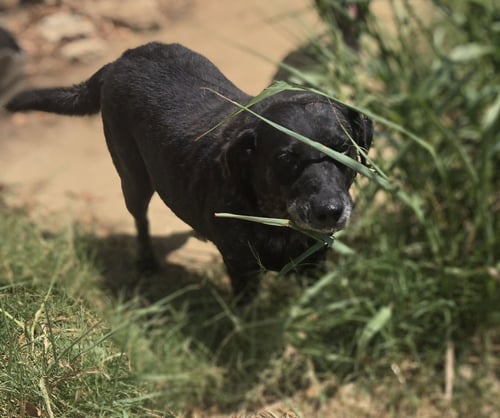 CARFACE CARRUTHERS - Labrador Retriever available for adoption