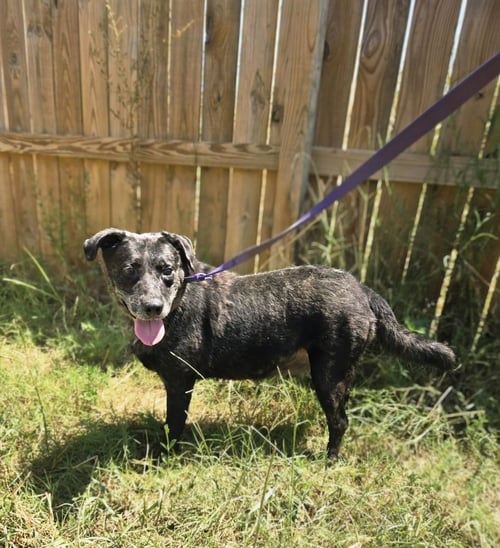 CARFACE CARRUTHERS - Labrador Retriever available for adoption