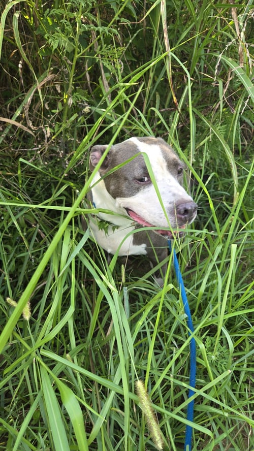 MONTY - American Pit Bull Terrier available for adoption