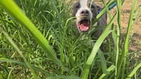Monty - Photo 2