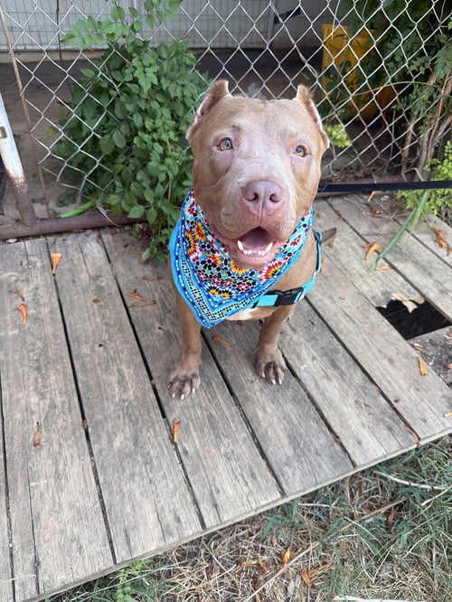 MAYHAM - American Staffordshire Terrier available for adoption