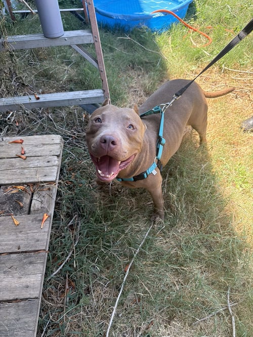 MAYHAM - American Staffordshire Terrier available for adoption