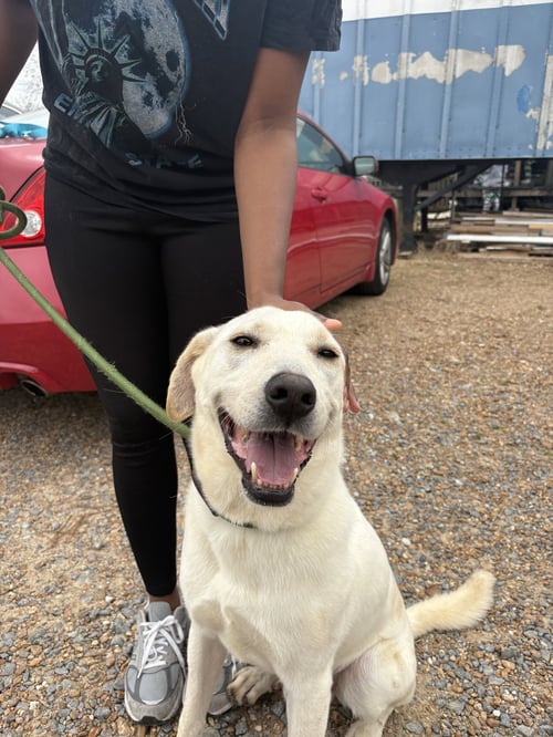 JUAN VALDEZ - Yellow Labrador Retriever available for adoption