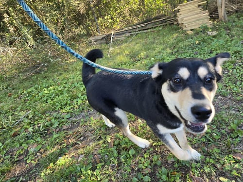 ELLIE - Husky / Shepherd available for adoption