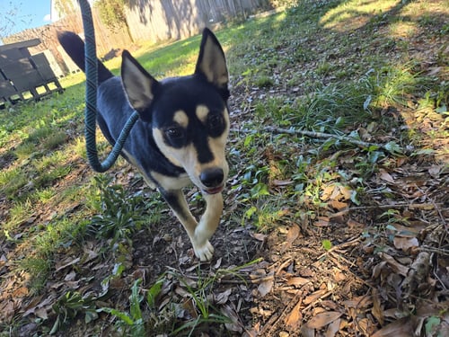 ELLIE - Husky / Shepherd available for adoption
