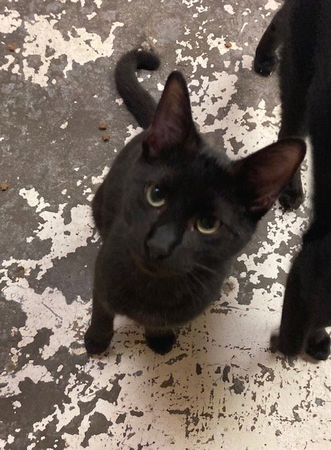 NORRIS - Domestic Short Hair available for adoption