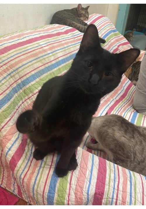 NORRIS - Domestic Short Hair available for adoption