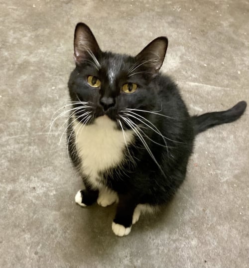 COLE (TUX 2) - Domestic Short Hair / Tuxedo available for adoption