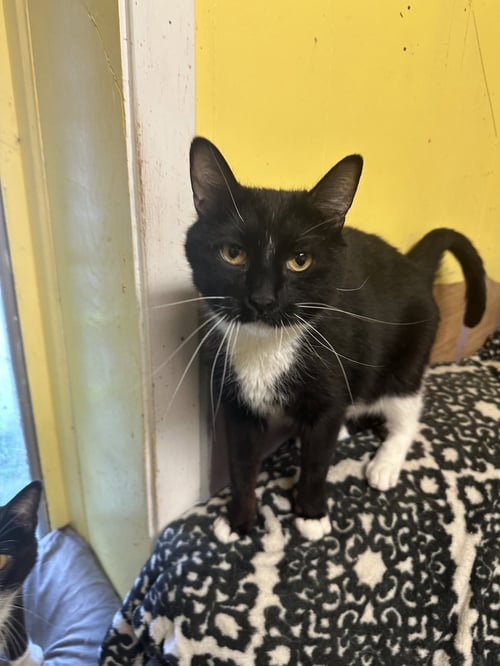 COLE (TUX 2) - Domestic Short Hair / Tuxedo available for adoption