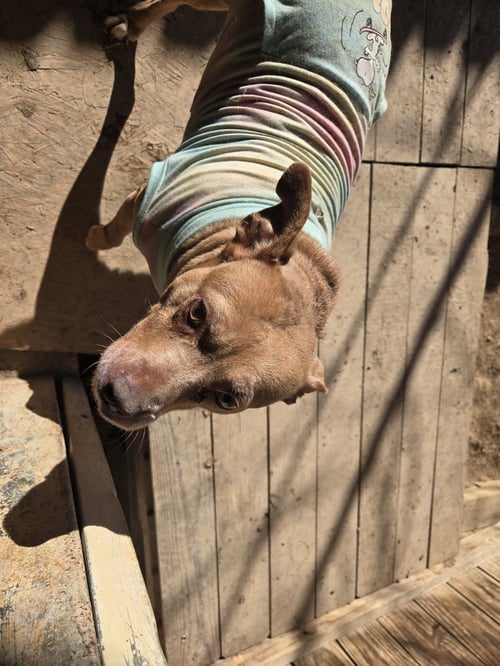 BETH - Basenji available for adoption