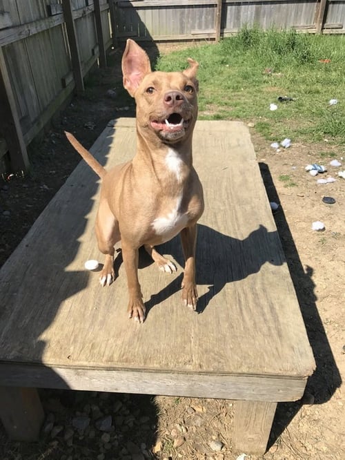 BETH - Basenji available for adoption