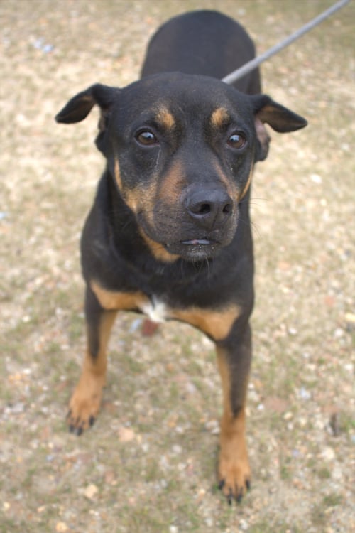 NUTTY BUDDY - Unknown available for adoption