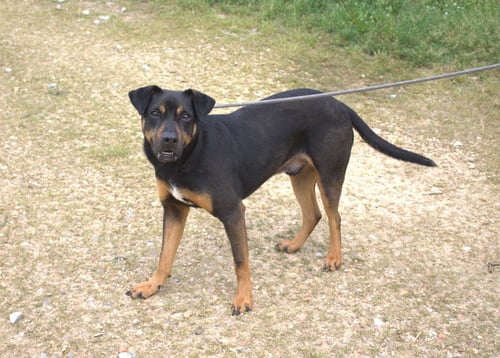 NUTTY BUDDY - Unknown available for adoption